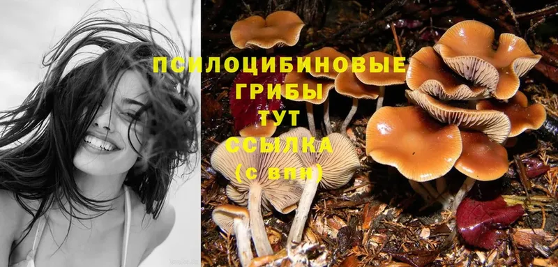 blacksprut ONION  Волчанск  Псилоцибиновые грибы Cubensis  цена  